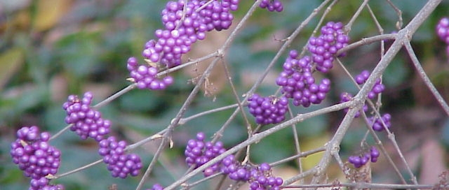 Callicarpa (or Beautyberry):