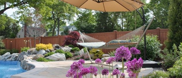 Purple Allium Sphaerocephalon: