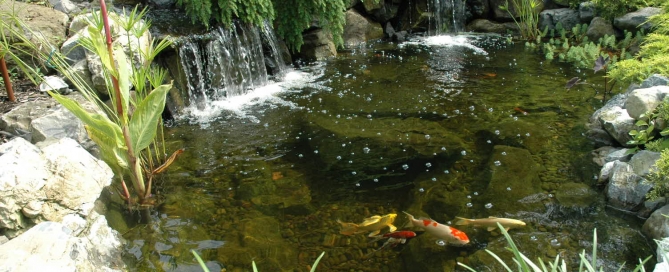 Deck and Patio Pond with Koi