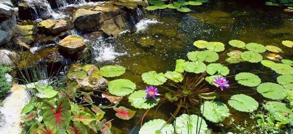 Aquatic Plants in Winter: