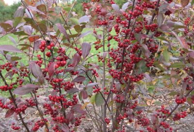 Chokeberry Aronia melanocarpa: