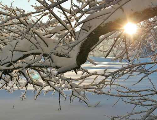 Landscaping Tips: Be Prepared for Snow This Winter