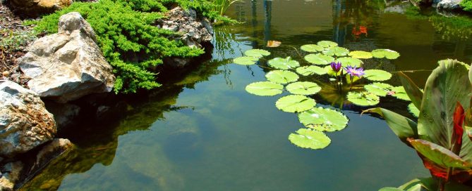 Deck and Patio Built Pond