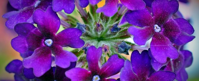 Verbena/Ideal summer plants