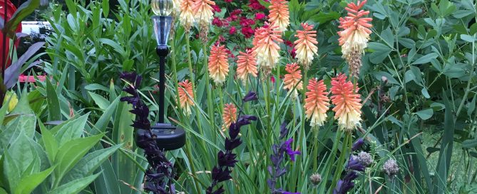 Kniphofia Photo Courtesy of Sandra Vultaggio