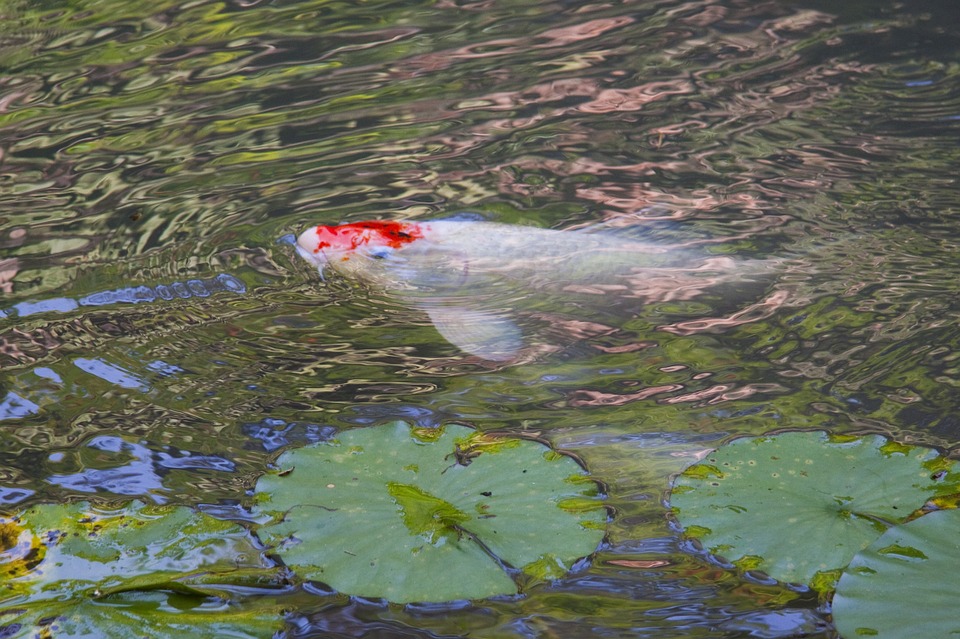 Koi