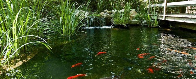 Koi Ponds (Long Island/NY):