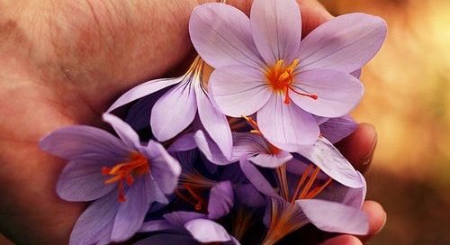 Top Gardening Trends