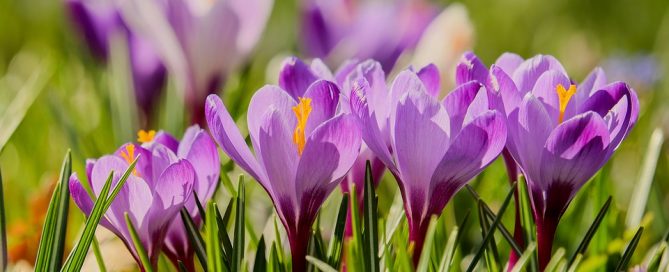 Crocus: These beauties are often the first flower you see in spring. And they return year after year.