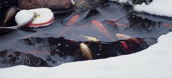 Contented Pond Fish in Winter: (Photo/Aquascape Inc)