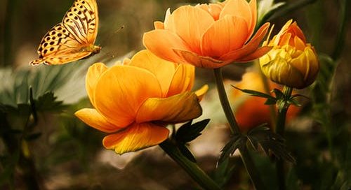 Planting by the moon's phases