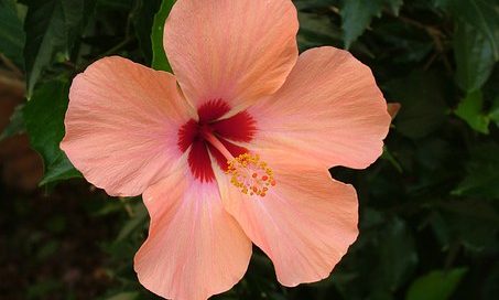 Hibiscus/worth coddling