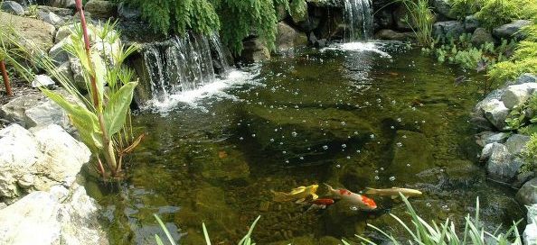 Healthy Ponds Come Spring