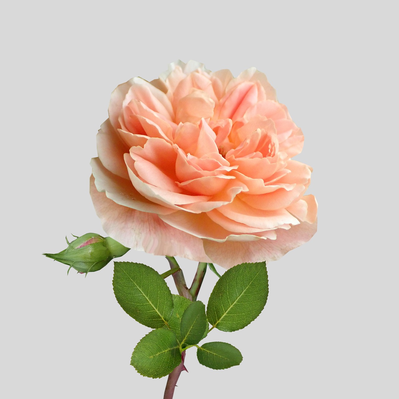 Peach Rose