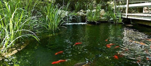Koi Ponds (Long Island/NY):