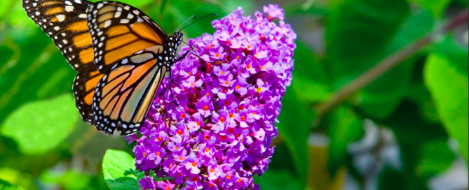 Monarchs Love Oranges!