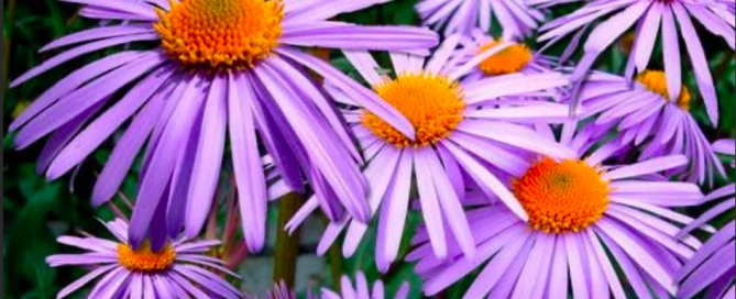 Asters