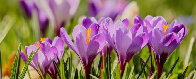 Crocus: These delightful plants are often the first flower you see in spring. And they return year after year.