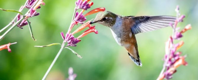 Put Out a Welcome Mat for Hummingbirds