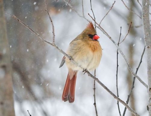 A Natural Backyard Retreat for All Seasons