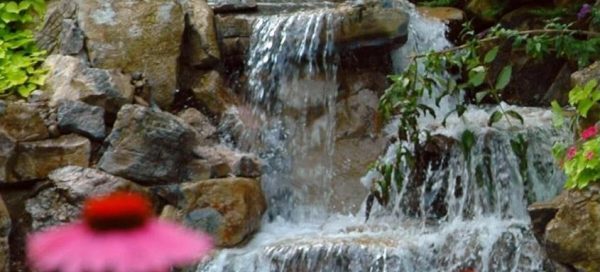 Magenta Coneflowers: